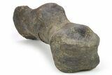 Hadrosaur (Hypacrosaur) Metatarsal (IV) w/ Metal Stand - Montana #265014-5